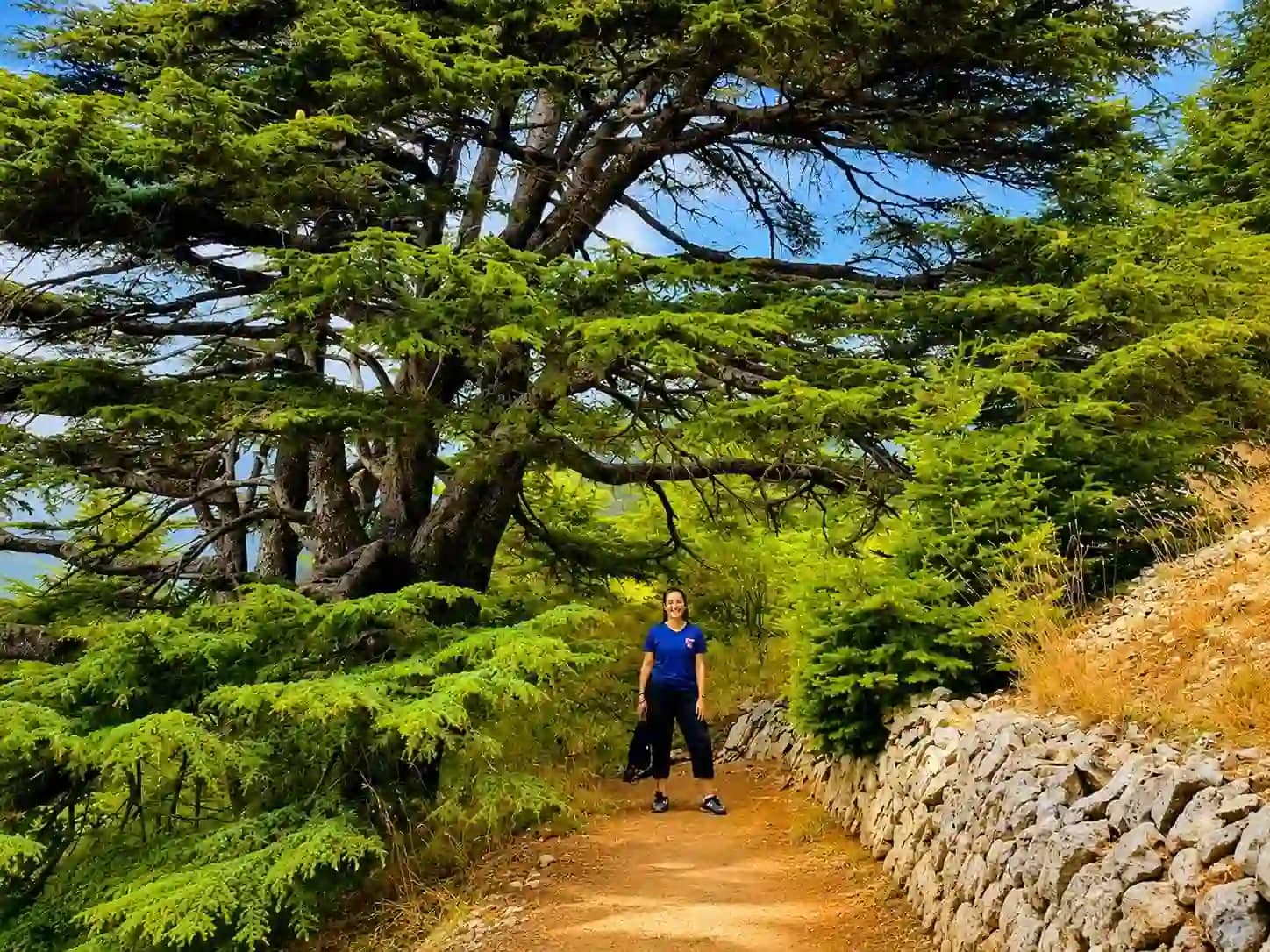 cedars of chouf 1