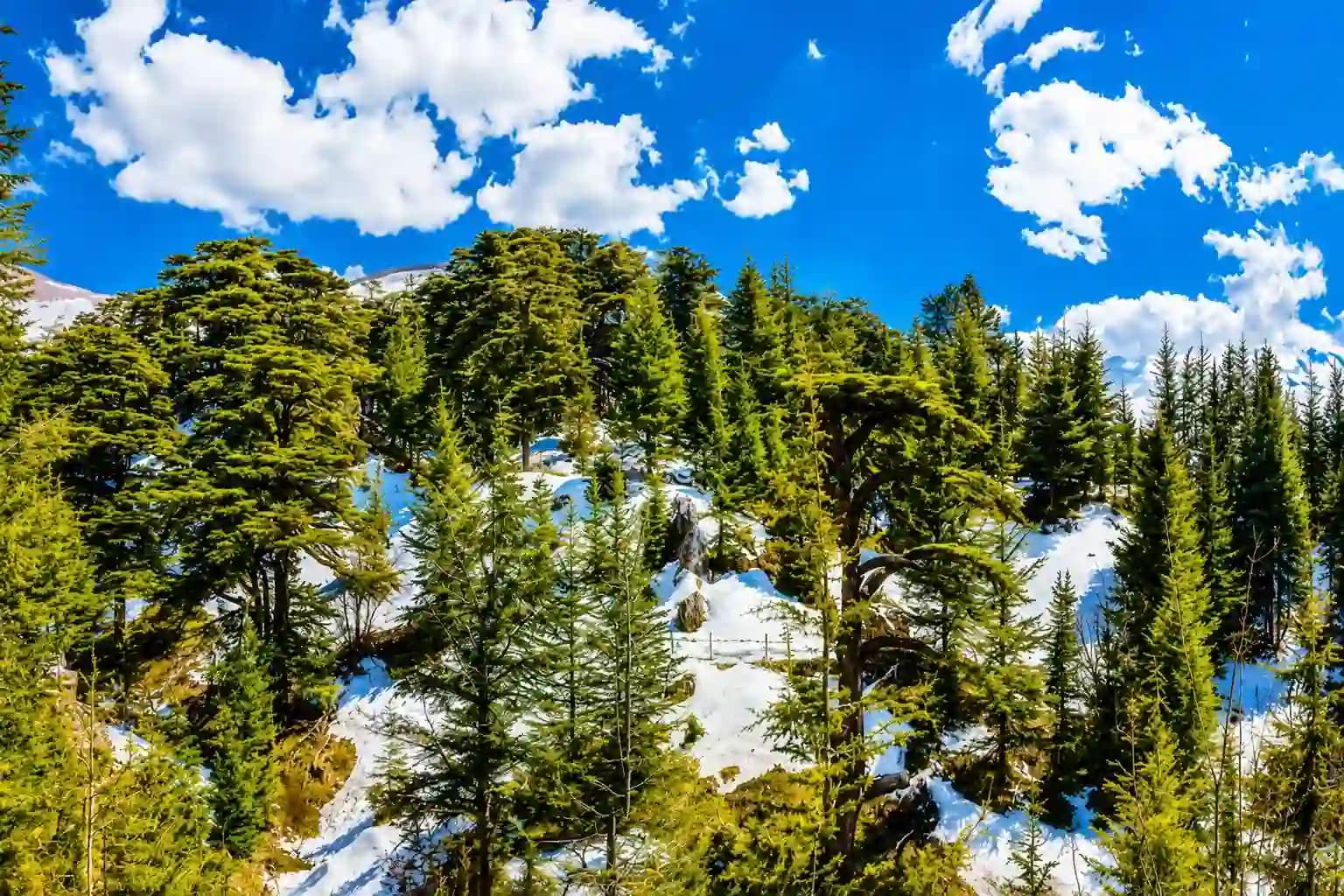 cedars of god 2