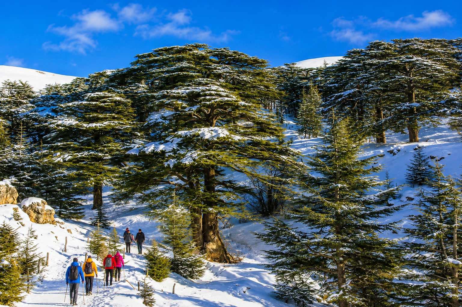 cedars of god 1