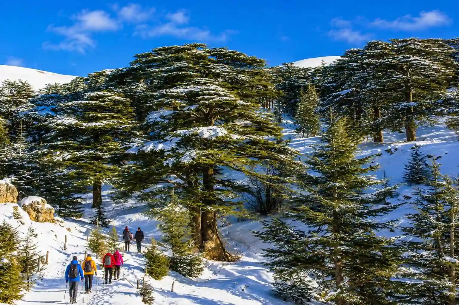 Ancient cedar trees in the Cedars of God forest, Lebanon