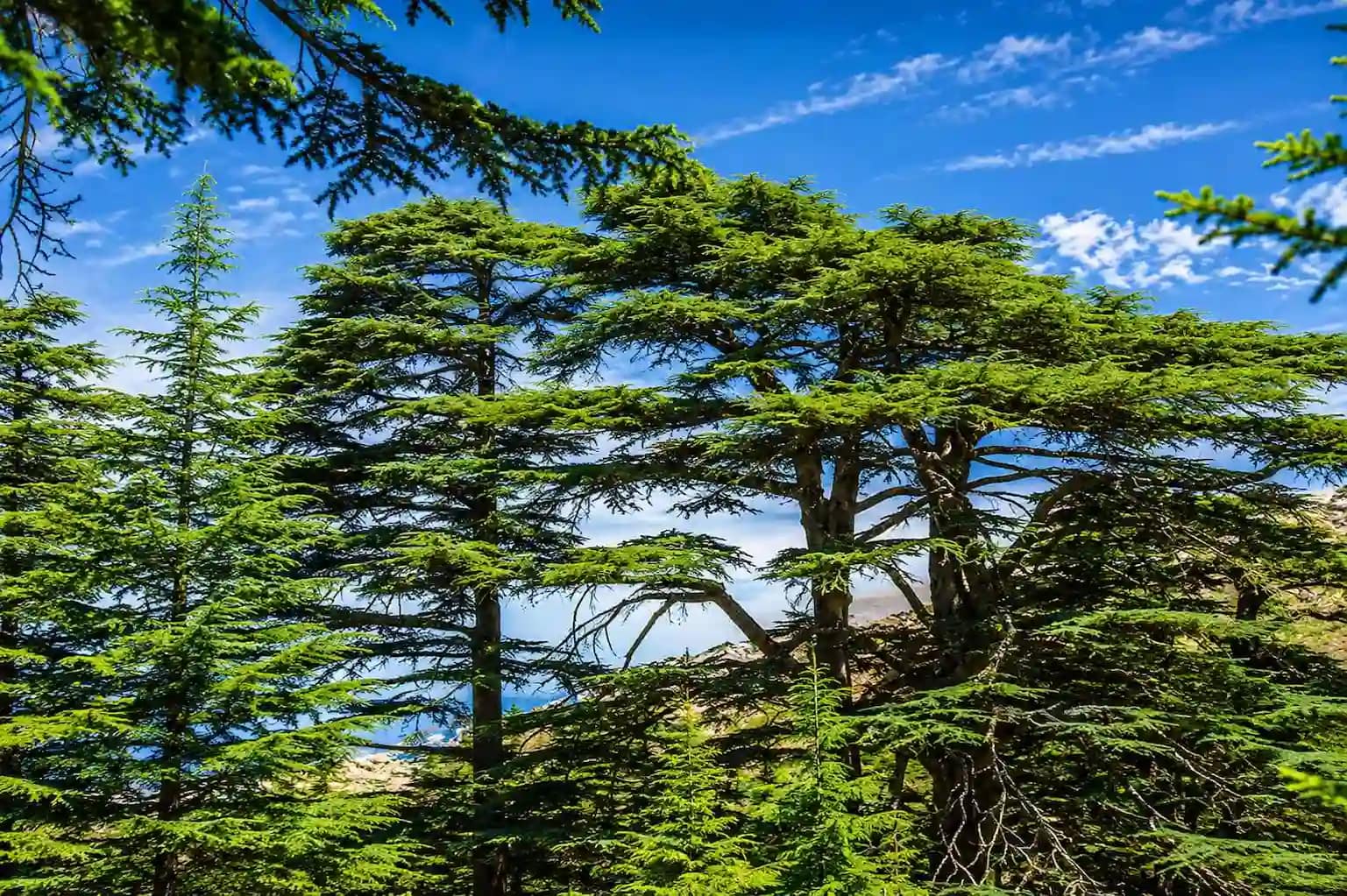 cedars of lebanon (1)