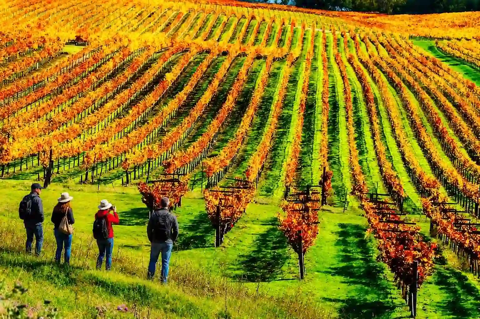 wine tasting 5